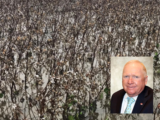 Cotton crops in Georgia and some other southeastern states were devastated by Hurricane Michael. Farmers not only lost their production, but also possible trade-aid payments under USDA rules about reporting actual production. Gerald Long, president of the Georgia Farm Bureau (inset), said that&#039;s one issue that needs to be addressed following the hurricane. (DTN file photo of flooded cotton; photo of Gerald Long courtesy of the Georgia Farm Bureau)