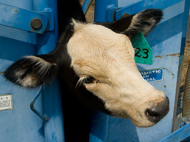 Banding can be stressful for calves, especially if not done correctly the first time. In some cases, like this one, it can lead to serious health problems or even death.(DTN/Progressive Farmer photo by Claire Vath)