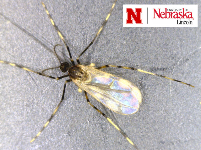 Soybean gall midge adults are approximately 1/4 inch in length with an orange abdomen (not visible under the wings). A key characteristic is the black-and-white banding on its legs. (Photo by Justin McMechan)