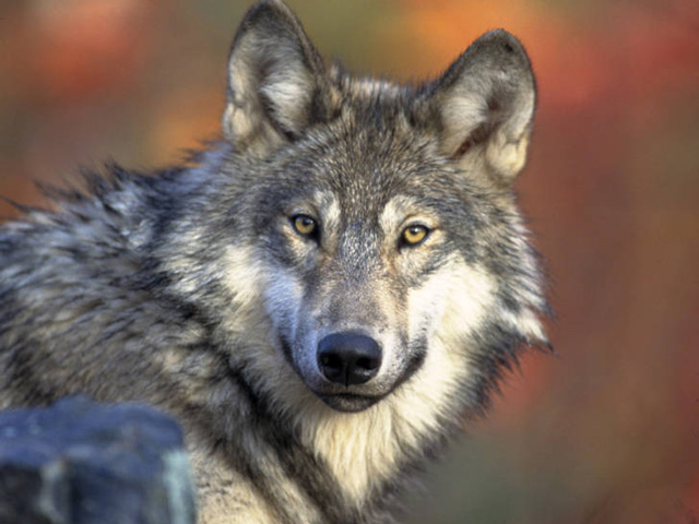 The gray wolf has been the subject of several court battles over whether the animals should remain protected under the Endangered Species Act. (Photo by Gary Kramer, US Fish and Wildlife Service)