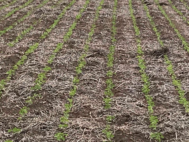 Early soybean development in Buenos Aires, Argentina is doing well with favorable soil moisture. (Photo courtesy of Eduardo Reynolds)