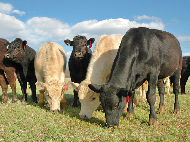 Transforming a trailer full of stressed stocker calves into a profit starts with a good deworming program.(DTN/Progressive Farmer photo by Becky Mills)