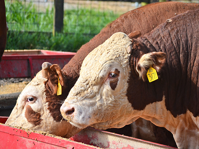 There are pros and cons in keeping the full bull battery and cow herd together.(DTN/Progressive Farmer photo by Victoria G. Myers)