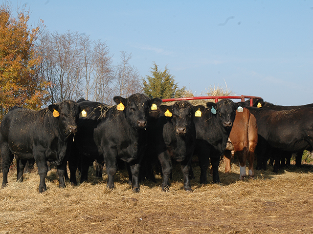 Quarantining new bulls, and consistently having breeding soundness exams done, are critical to herd production. (Progressive Farmer photo by Becky Mills)