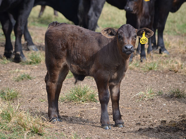 Clostridial vaccines have been around since the 1930s, but a recent finding reveals effectiveness may be limited when given with an IBR vaccine.(DTN/Progressive Farmer photo by Becky Mills)