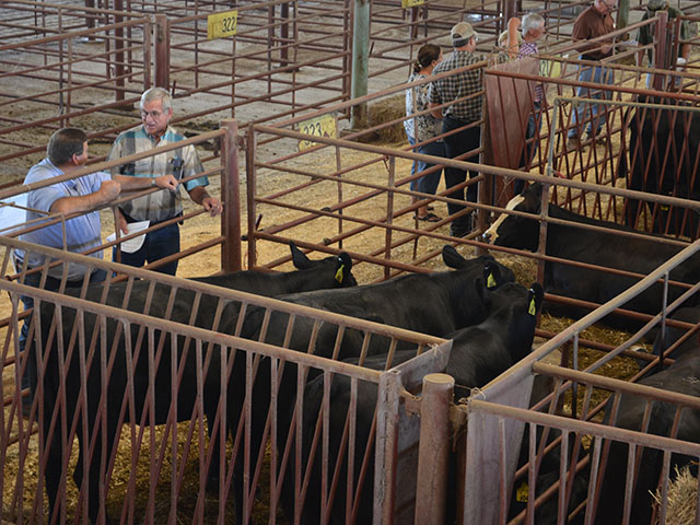 Bred heifer prices have moderated, and some areas fallen, compared to year-earlier levels. (DTN/Progressive Farmer photo by Victoria G. Myers)