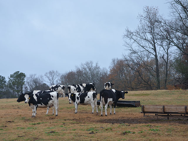 One reader treated a sick dairy calf by adding Gatorade to milk replacers. It&#039;s a classic case of bad advice from a well-intentioned, non-veterinarian.(Progressive Farmer photo by Victoria G. Myers)