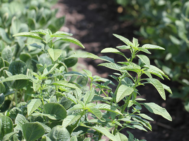 Waterhemp is one tough weed. Now it has begun to outsmart a group of important residual herbicides. (DTN photo by Pamela Smith)