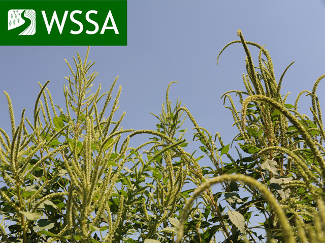 Weed scientists from around the country and world are gathered in New Orleans this week to tackle some of the biggest problems in the agricultural industry, from herbicide-resistant weeds to a public backlash against chemical use. (DTN photo by Pamela Smith; logo courtesy of the Weed Science Society of America)