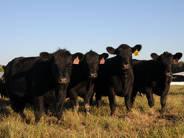 By the time a heifer is 13 to 15 months of age she should be at 65% of her mature weight. (DTN/Progressive Farmer photo by Becky Mills)