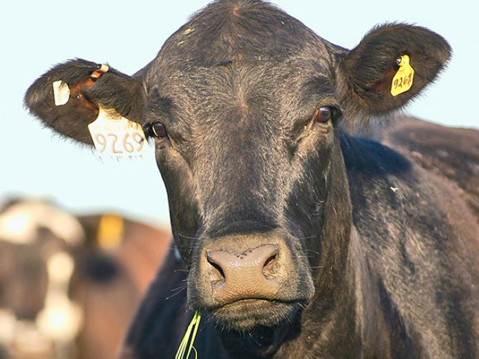 Another Record Year For Meat Production Forecast For 2019