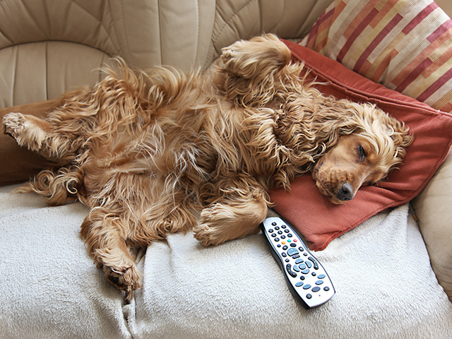 Sometimes weight management for pets is as simple as making sure they get a little less couch-time. (Getty Images)