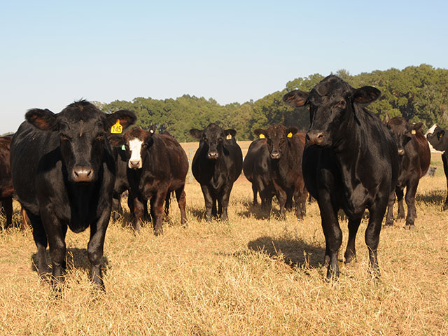 A simple shift in reproductive management can add significant value to a cow/calf operation.(Progressive Farmer photo by Becky Mills)