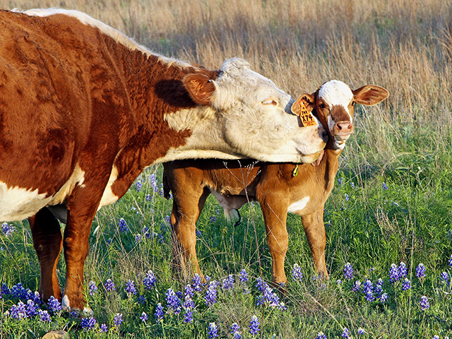 Is the supplement you use the best for your unique operation? Here&#039;s one way to consider the question. (Progressive Farmer photo by Karl Wolfshohl)