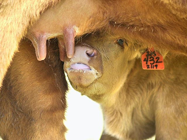 There are multiple possible causes of scours, meaning it&#039;s important treatment be under veterinarian supervision. (Progressive Farmer photo by Jim Patrico)