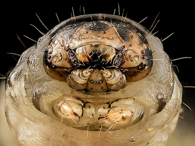 If the winds blow just right, you may have this black cutworm visitor in your fields before you know it. (Photo courtesy of the University of Wisconsin)