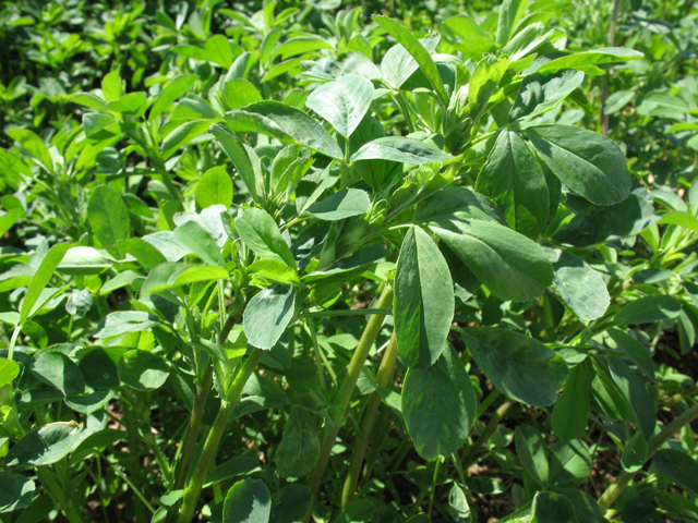 Farmers have to keep weather in mind when growing, and harvesting, alfalfa. (DTN file photo by Pat Hill)