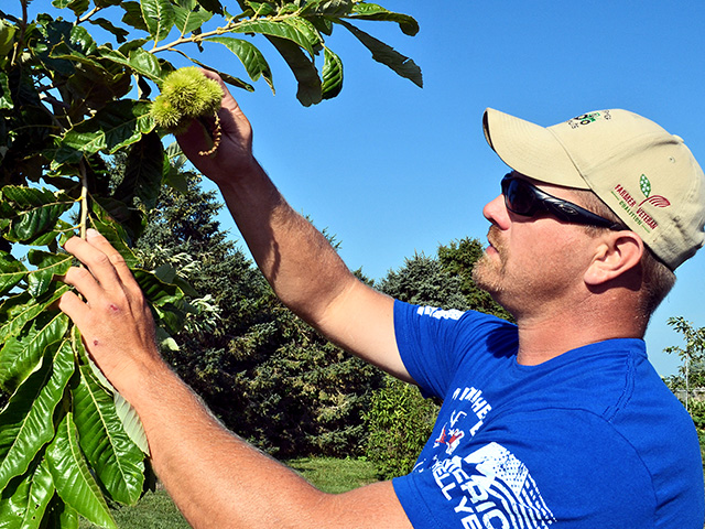 Heath Stolee tends his chestnut trees in Radcliffe, Iowa. (Progressive Farmer photo by Dan Miller)