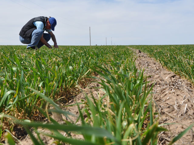 HRW wheat tour scouts are trained how to measure wheat yield potential and scout for diseases, insects and cold damage before the tour starts. (DTN file photo by Katie Dehlinger)