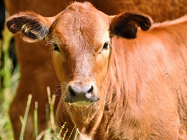 Hypersensitivity to fly bites can cause hair loss in cattle, as well as other animals such as dogs.(Progressive Farmer photo by Jim Patrico)