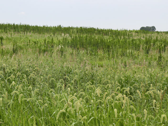 Tall weeds deals