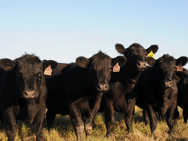 Efficacy rates for traditional dewormer programs are a growing challenge. There are solutions.  (DTN/Progressive Farmer photo by Becky Mills)