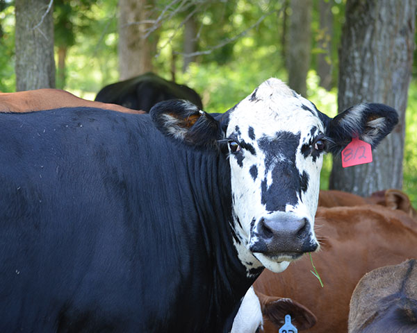 Cows, with a viable pregnancy, will still sometimes go into heat. Pregnancy check her to be sure of the status.(DTN/Progressive Farmer photo by Becky Mills)