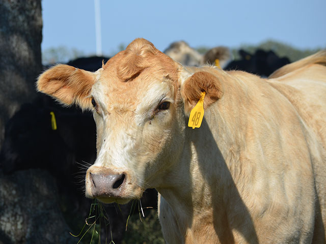 For many producers a cattle mineral with an additive for face flies is one part of an integrated pest management program. (Progressive Farmer photo by Victoria G. Myers)