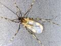 Soybean Gall Midge, Image Courtesy of University of Nebraska