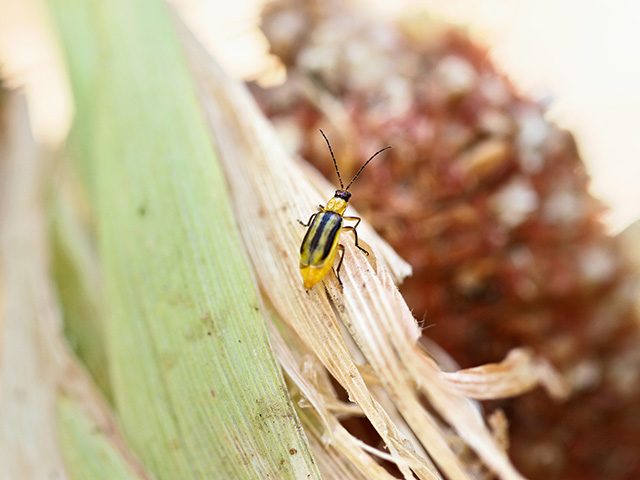 With no major changes to Bt rootworm management by farmers or industry, resistance to pyramided Bt corn hybrids has worsened in the past few years