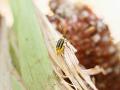 With no major changes to Bt rootworm management by farmers or industry, resistance to pyramided Bt corn hybrids has worsened in the past few years
