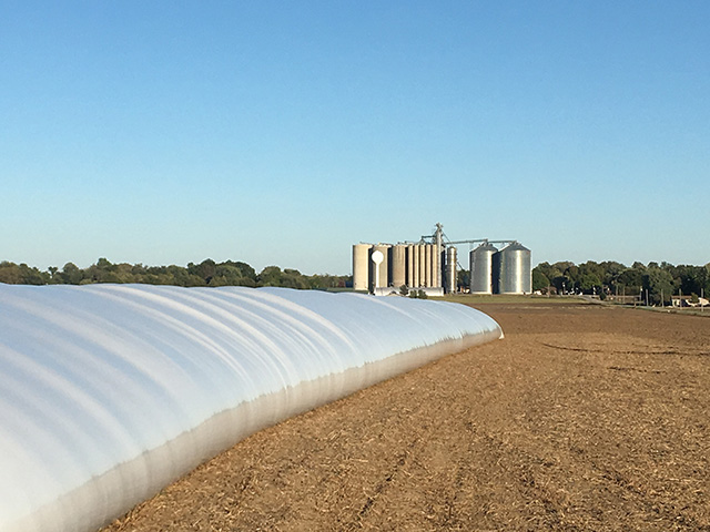 As soybean harvest gets into full swing, farmers may need to consider storing more beans because of low prices this fall, Image by Pamela Smith