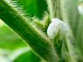 The R-1 growth stage occurs in soybeans when first bloom begins to appear, and it can happen earlier than you might guess, Image courtesy of Shawn Conley, University of Wisconsin 