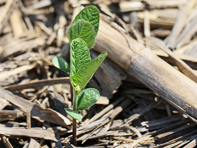 Experts recommend that you check soybean germination rates on your seed bags carefully and consider getting them tested again before planting in 2019 after bad weather conditions compromised seed quality this past year, Image by Pamela Smith