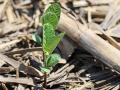 Experts recommend that you check soybean germination rates on your seed bags carefully and consider getting them tested again before planting in 2019 after bad weather conditions compromised seed quality this past year, Image by Pamela Smith