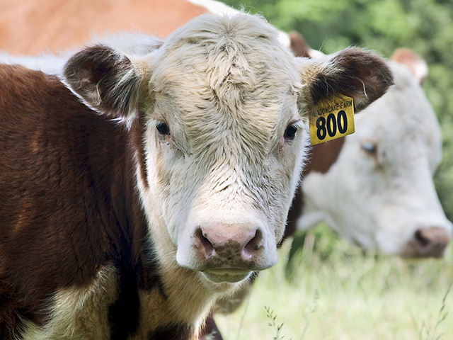 A lost calf is lost profit, making a diagnosis of the cause, whenever possible, a priority, Image by Claire Vath