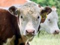 A lost calf is lost profit, making a diagnosis of the cause, whenever possible, a priority, Image by Claire Vath