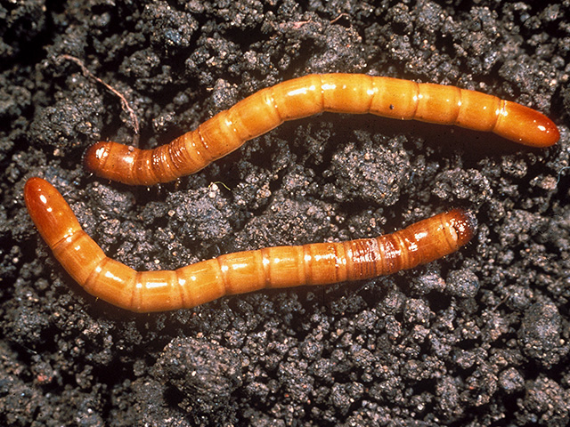 Wireworm larvae, Image by Frank Peairs
