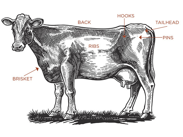 Body Condition Scoring Is A Powerful Management Tool For Cow Herds