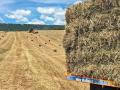 The hay market is seeing strong demand, which is keeping prices high. Regionally, forage prices vary due to differences in supply and availability, Image courtesy of Kim Summers
