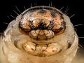 Black cutworm, Image courtesy of University of Wisconsin