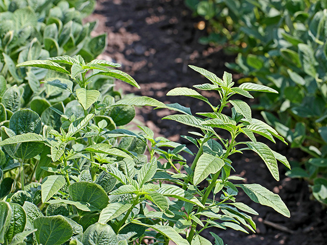 Waterhemp is one tough weed. Now it has begun to outsmart a group of important residual herbicides, Image by Pamela Smith