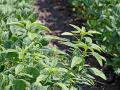 Waterhemp is one tough weed. Now it has begun to outsmart a group of important residual herbicides, Image by Pamela Smith