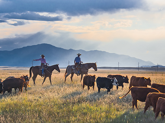 Jean and Scott Johnson take a holistic management approach to all the moving parts on their Flying Diamond Ranch, Image by Rob Lagerstrom