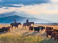 Jean and Scott Johnson take a holistic management approach to all the moving parts on their Flying Diamond Ranch, Image by Rob Lagerstrom