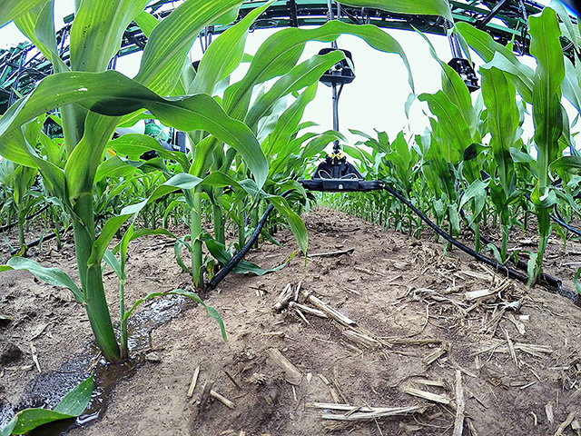 Why Side Dress Corn with Dry Fertilizer? Get Bigger Corn Yields with This Method