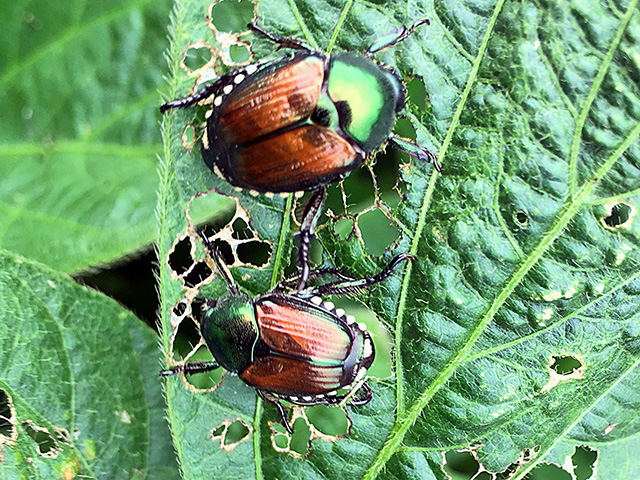 Japanese Beetle, Image by Pamela Smith