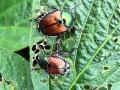 Japanese Beetle, Image by Pamela Smith