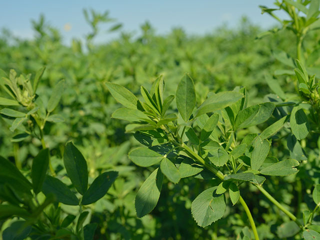 Hay Demand Encourages More Alfalfa Acres