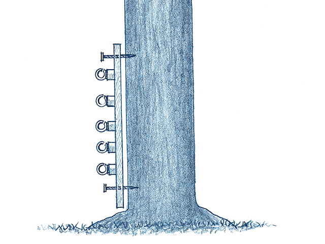 Tree as fencepost, Image by Ralph A. Mark Jr.